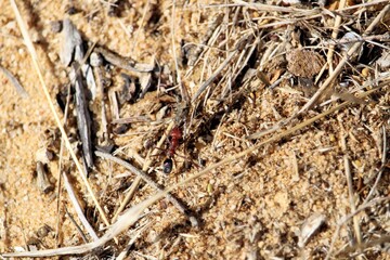 Meat Ant (Iridomyrmex purpureus) carrying grasshopper leg to nest, South Australia