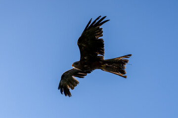 close-up of a black kite (Milvus migrans) in flight 