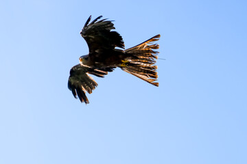 close-up of a black kite (Milvus migrans) in flight 