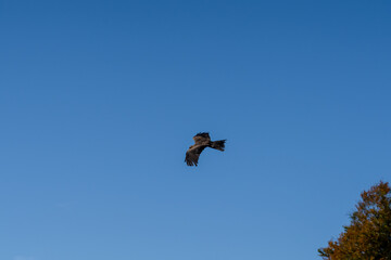 close-up of a black kite (Milvus migrans) in flight 