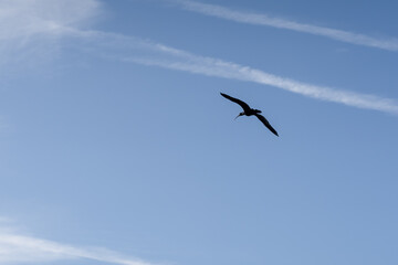 northern bald ibis, hermit ibis, or waldrapp (Geronticus eremita) in flight