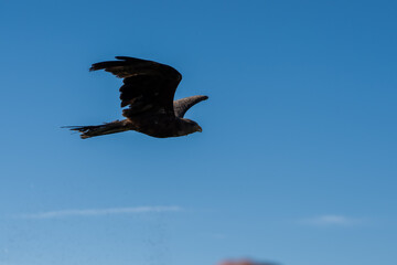 close-up of a black kite (Milvus migrans) in flight 