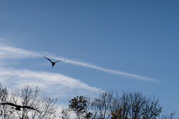 close-up of a black kite (Milvus migrans) in flight 
