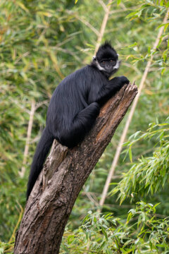 Fran&ccedil;ois's Leaf Monkey - Trachypithecus francoisi, beautiful black and white primate from Southeast Asian forests and woodlands, Vietnam.