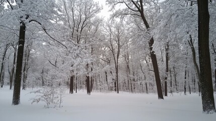  Snow-covered forest with tall trees laden with snow, creating a winter wonderland. Serene and picturesque winter landscape.