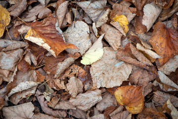 Fototapeta premium Dry leaves on the ground in a beautiful autumn forest. autumn background, fallen leaves in a forest or park. Grove. walk in the fresh air. selective soft focus. autumn colors, beautiful season