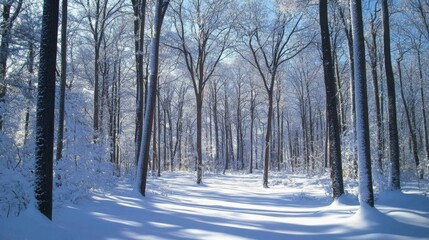 Snow-covered forest with tall trees laden with snow, creating a winter wonderland. Tranquil and picturesque winter landscape.