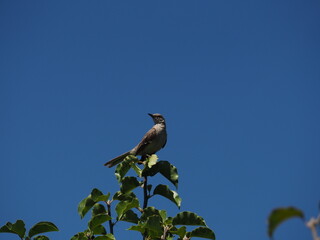 Bird on a perch
