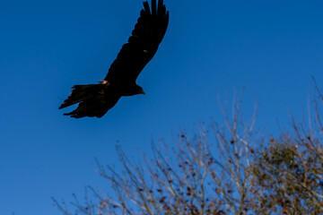 close-up of a black kite (Milvus migrans) in flight 