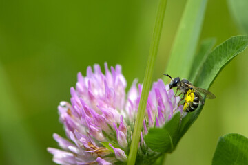 bee at work on clover flower collecting pollen. bright delicate pink clover flower, honey bee. macro nature, wild wildflower, useful insect, spring or summer sunny day, close-up. natural background