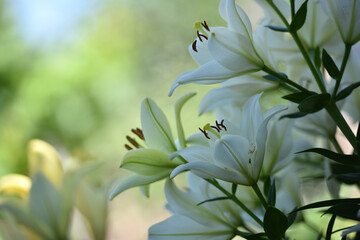 Lilium. white lily field. beautiful lily flower, close-up. delicate white lilies in the garden, in the flowerbed. floral background. blurred green natural background. summer garden