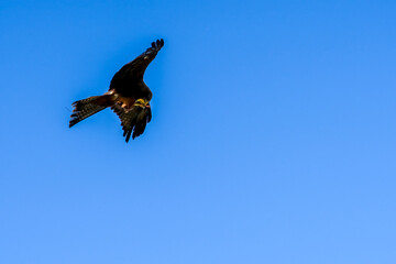 close-up of a black kite (Milvus migrans) in flight 