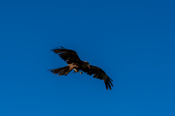 close-up of a black kite (Milvus migrans) in flight 