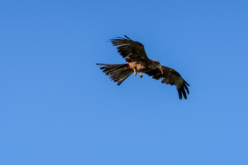 close-up of a black kite (Milvus migrans) in flight 