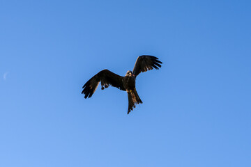 close-up of a black kite (Milvus migrans) in flight 