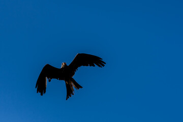 close-up of a black kite (Milvus migrans) in flight 
