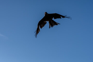close-up of a black kite (Milvus migrans) in flight 