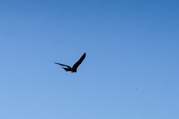 close-up of a black kite (Milvus migrans) in flight 