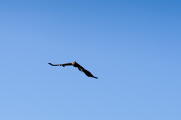 close-up of a black kite (Milvus migrans) in flight 