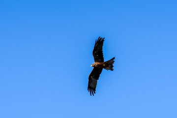 close-up of a black kite (Milvus migrans) in flight 