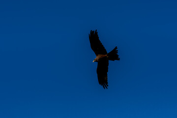 close-up of a black kite (Milvus migrans) in flight 