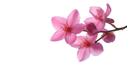 Obraz premium A tight shot of a pink blossom on a branch against a backdrop of softly blurred lights The midground features an equally blurred cluster of pink blooms
