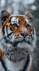 Fototapeta premium Siberian tiger standing in snowfall looking majestic