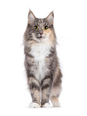 Adult blue tortie Norwegian Forestcat, standing facing front. Looking towards camera. Isolated on a white background.
