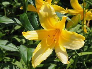Yellow lily