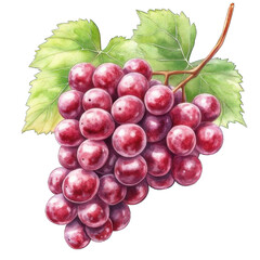 Fototapeta premium Collection of PNG. Watercolor painting of A Cluster of Red Grapes, isolated on a transparency background.