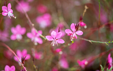 pink gaura flowers growing