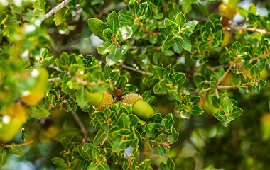 kermes oak with acorn