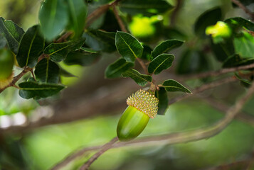 kermes oak with acorn