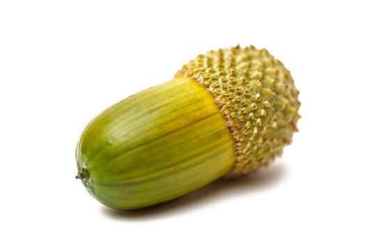 acorns of kermes oak isolated