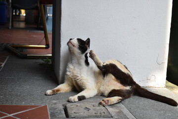 Black and white stray cat lying down and scratching ear