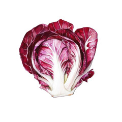 Obraz premium Collection of PNG. Watercolor painting of A Red and White Radicchio Vegetable, isolated on a transparency background.