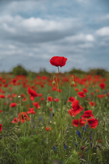 Red poppies blooming in full season. Field of colorful flowers known as Papaver rhoeas.