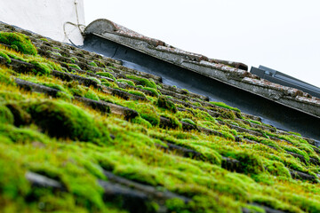 Shallow focus of a large moss section on a cottage roof. In constant shade, a high degree of dampness and roof damage is present.