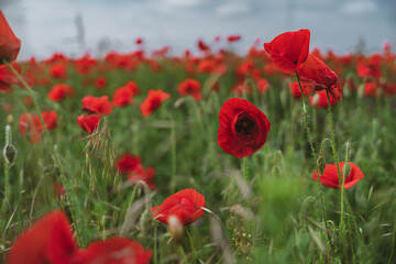 Red poppies blooming in full season. Field of colorful flowers known as Papaver rhoeas.
