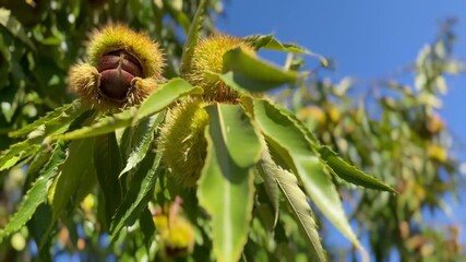 Mature chestnuts in spiny shells waiting for harvest on the tree closeup green leaves 4k