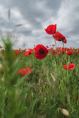 Red poppies blooming in full season. Field of colorful flowers known as Papaver rhoeas.