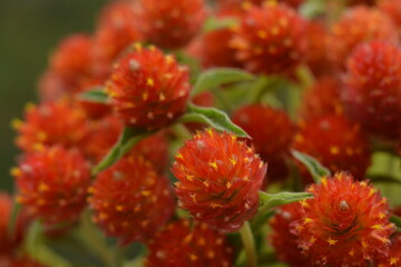 Red orange dry gomphrena flowers close -up