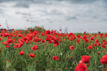 Red poppies blooming in full season. Field of colorful flowers known as Papaver rhoeas.