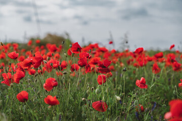 Fototapeta premium Red poppies blooming in full season. Field of colorful flowers known as Papaver rhoeas.