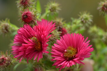 Obraz premium Pink autumn new york asters flowers on a blurred background