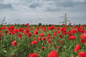 Fototapeta premium Red poppies blooming in full season. Field of colorful flowers known as Papaver rhoeas.