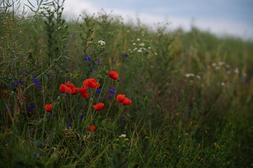Red poppies blooming in full season. Field of colorful flowers known as Papaver rhoeas.