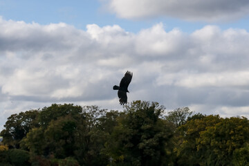 close-up of a Turkey vulture (Cathartes aura)