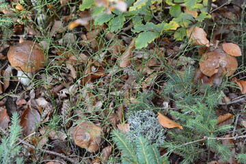 Three young porcini mushrooms hiding in the leaves in the forest