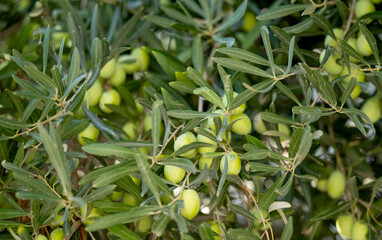 olives growing on a tree